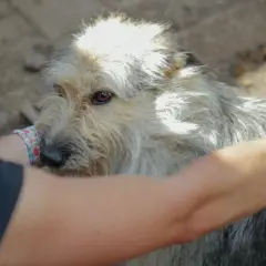 Psy z Ukrainy do adopcji: Twój dom może być ich schronieniem?