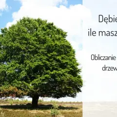 Od ilu lat dąb uznawany jest za wiekowy - poznaj cechy starych dębów