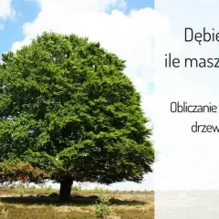 Kiedy dąb staje się wiekowy? Poznaj fascynujące fakty o wieku tych drzew