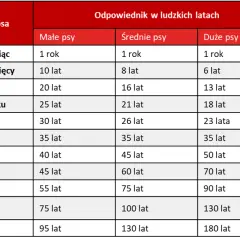 Jak prawidłowo liczyć wiek szczeniaka w dniach i miesiącach - kompletny poradnik