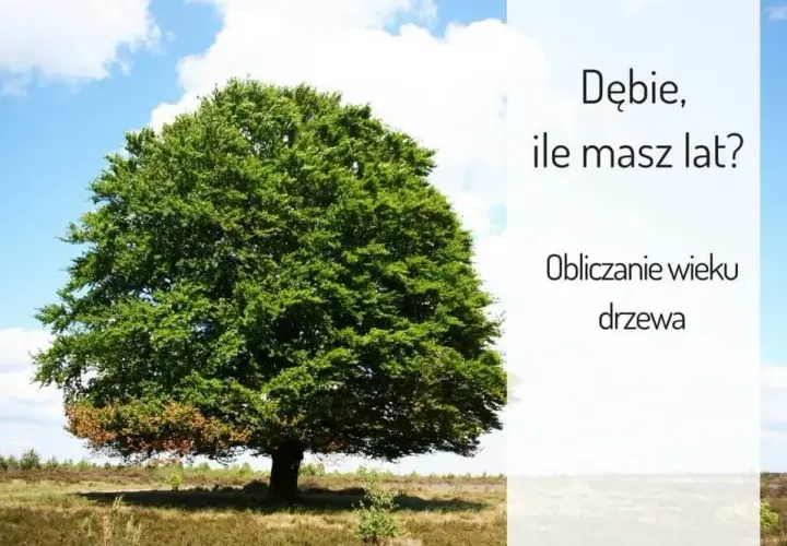 Kiedy dąb staje się wiekowy? Poznaj fascynujące fakty o wieku tych drzew