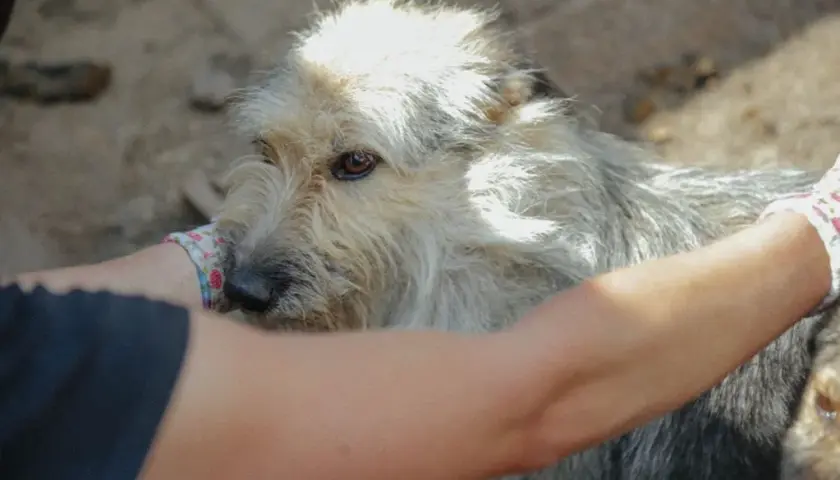 Psy z Ukrainy do adopcji: Twój dom może być ich schronieniem?