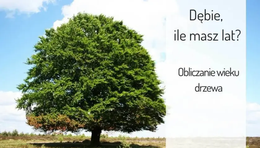 Kiedy dąb staje się wiekowy? Poznaj fascynujące fakty o wieku tych drzew